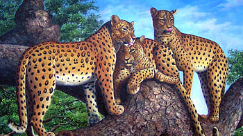 Leopard Family, big cats, leopard, jaguar, wildlife, nature, cubs, predator HD wallpaper