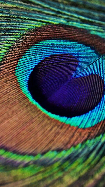 Feathers , Aesthetic backgrounds, Elegant design, Nature-inspired HD phone wallpaper
