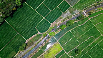 Drone shot of vibrant green rice fields and a river in Muara Gembong, Indonesia. HD wallpaper