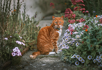Cat, animal, kitten, kitty HD wallpaper