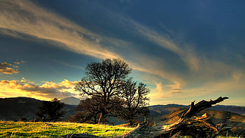 Landscape, Trees HD wallpaper
