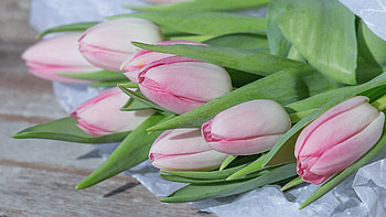 Tulip, pink flowers, fresh flora HD wallpaper