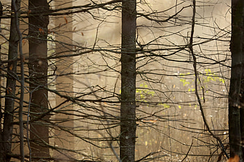 Nature, Trees, Leaves, Branches, Trunk HD wallpaper