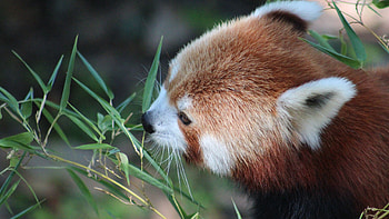 Animals, Food, Grass, Muzzle, Red Panda HD wallpaper