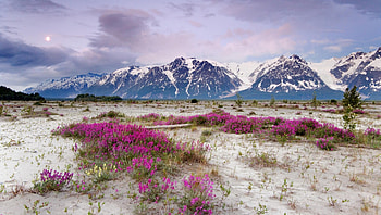 Moonrise, St. Elias Mountains, Alaska, white, sand, alaska, wild, moonrise, elias, purple, clouds, nature, flowers, sky, mountains, st HD wallpaper