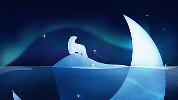 Polar bear Night HD wallpaper