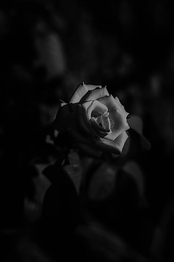 Flowers, Rose Flower, Rose, Bud, Bw, Chb HD phone wallpaper