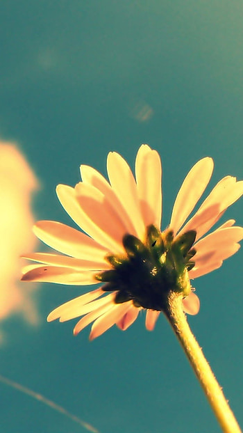 Daisy flower, summer HD phone wallpaper
