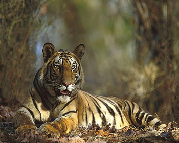 tiger resting, cat nap HD wallpaper