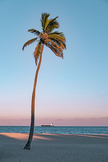 A serene beach scene with a lone palm tree at sunset in Fort Lauderdale, Florida. HD phone wallpaper