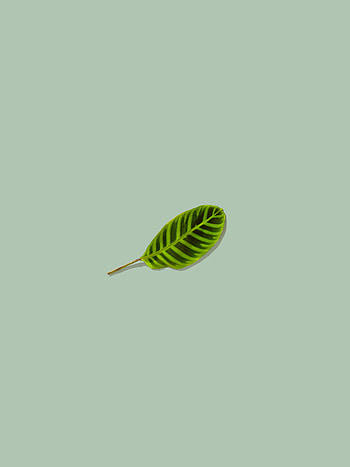 Minimalism, Leaflet HD phone wallpaper