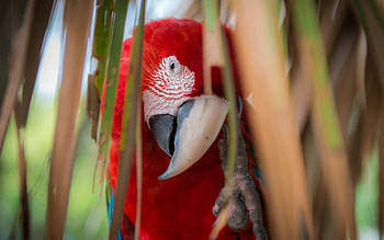 Macaw, fly, bird, parrot HD wallpaper