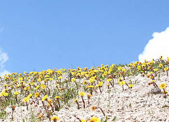 Flowers, Sky, Summer, Glade, Polyana, Mother And Stepmother, Coltsfoot HD wallpaper