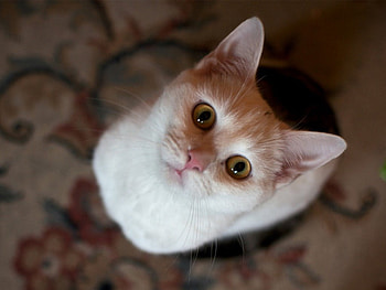 I'm cute, animals, cute, cat, pet, look HD wallpaper