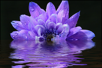 Purple Flood, purple, flower, nature, reflectiomn, water HD wallpaper