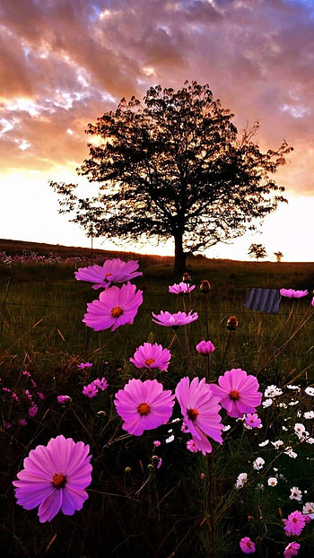 Cosmos Field, pink flower, tree, field, flower, earth, nature HD phone wallpaper