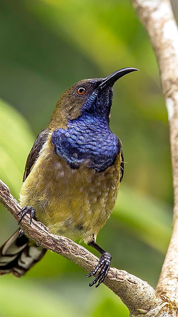 Sunbird, Bird Sunbird HD phone wallpaper