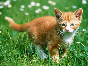 Animals, Cats HD wallpaper