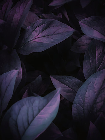 Leaves, Macro, Dark, Veins HD phone wallpaper