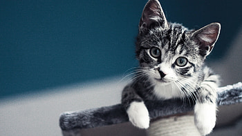 Animals, Cats HD wallpaper