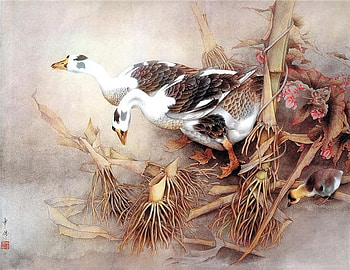 Happy as a Duck, duck, gander, pair, goose, twigs HD wallpaper