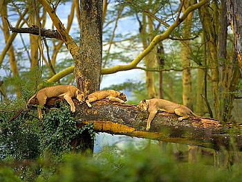 Lionesses on Tree, cool HD wallpaper