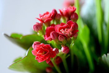 Flowers, Flower, Petals, Blur, Smooth, Buds HD wallpaper