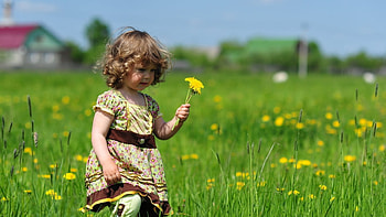 Flower field, Flower, A child, Lion, Tender HD wallpaper