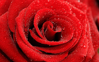 Drops, Macro, Rose Flower, Rose, Petals, Bud HD wallpaper