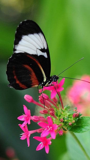 Butterfly , Delicate and beautiful creatures, Colorful and vibrant, Symbol of transformation HD phone wallpaper