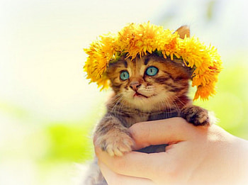 Sweetie , kitten, kitty, graphy, cute, cat, adorable, flowers HD wallpaper