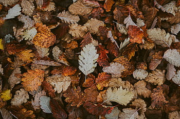 A collection of colorful autumn leaves creating a vibrant fall background. HD wallpaper