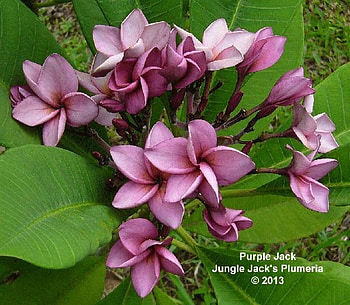Plumeria flowers, Flowers, Buds, Flowering, Branches, Plant HD wallpaper