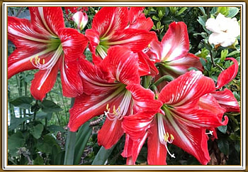 LOVELY FLOWERS, NATURE, FLOWERS, LOVELY HD wallpaper