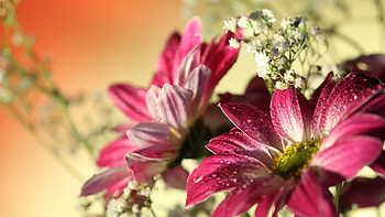 Flowers, Drops, Macro, Bright, Petals HD wallpaper