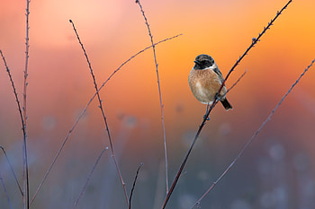 European Stonechat , birds HD wallpaper