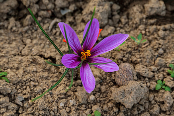 Saffron, Afghanistans saffron growers HD wallpaper