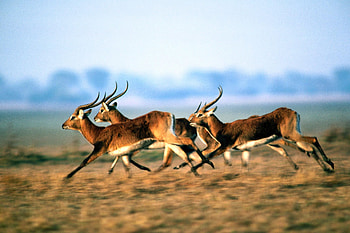 Antelope , Beautiful creature, Wildlife graphy, Stunning background HD wallpaper