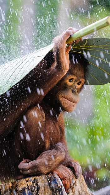 Chimpanzee, Congo River scenery, Natural beauty, Rainforest view HD phone wallpaper