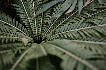 Nature, Leaves, Plant, Branches HD wallpaper