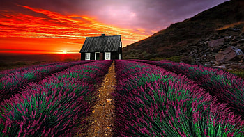 Shed in lavender field, Sunset, Sky, Art, Hill, House HD wallpaper