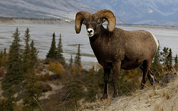 Animals, Grass, Elevation, Horns, Mountain Sheep HD wallpaper