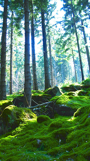 Forest, Green Trees Natural Forest HD phone wallpaper