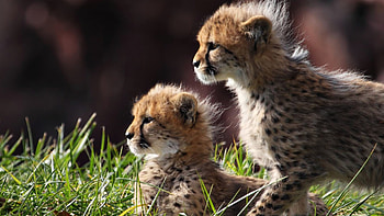 Captivating animal cubs, Striking , Samantha's post, Wildlife wonders HD wallpaper