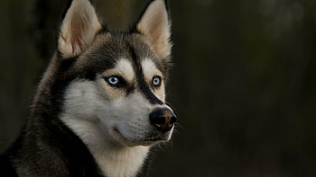 Full Husky , delight, High-quality backgrounds, Stunning ry HD wallpaper