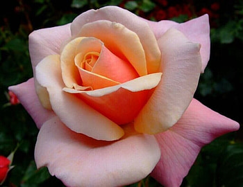 Rose, Closeup, Flower, Petals HD wallpaper