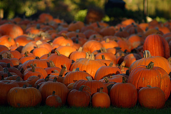 Pretty Pumpkin HD wallpaper