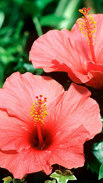Roses flowers, Hibiscus , Floral beauty, Flower flow HD phone wallpaper