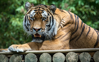 Tiger, animal, cat, resting HD wallpaper