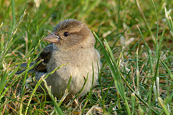 Animals, Grass, Bird, Sparrow HD wallpaper